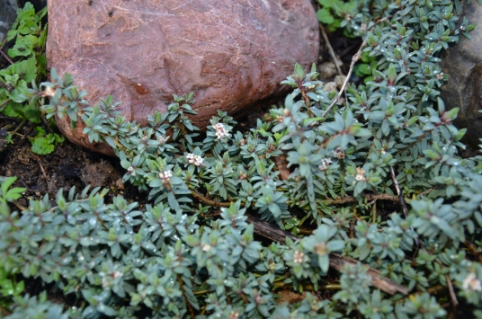 Pimelea prostrata (native daphne) planted to create habitat for native skinks.